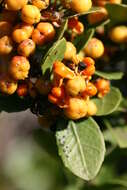 Image of Gymnosporia procumbens (L. fil.) Loes.