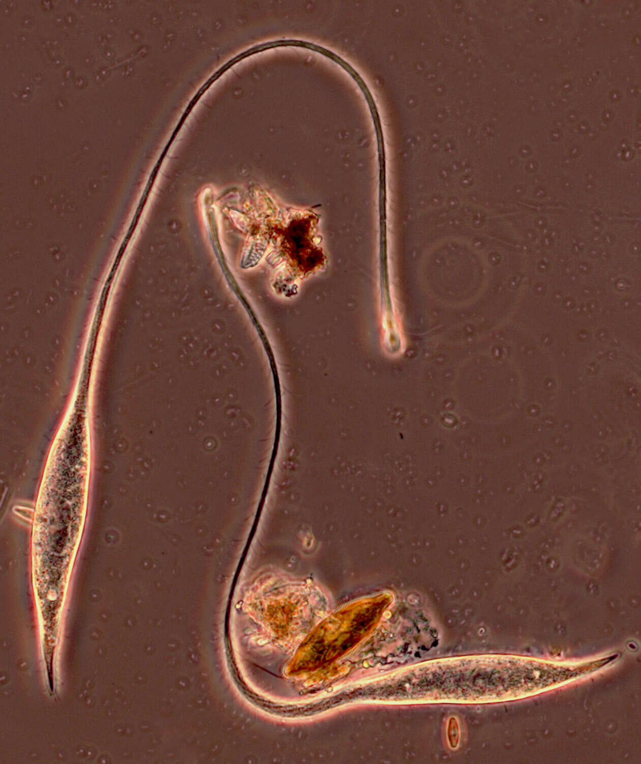 Image of Lacrymaria olor