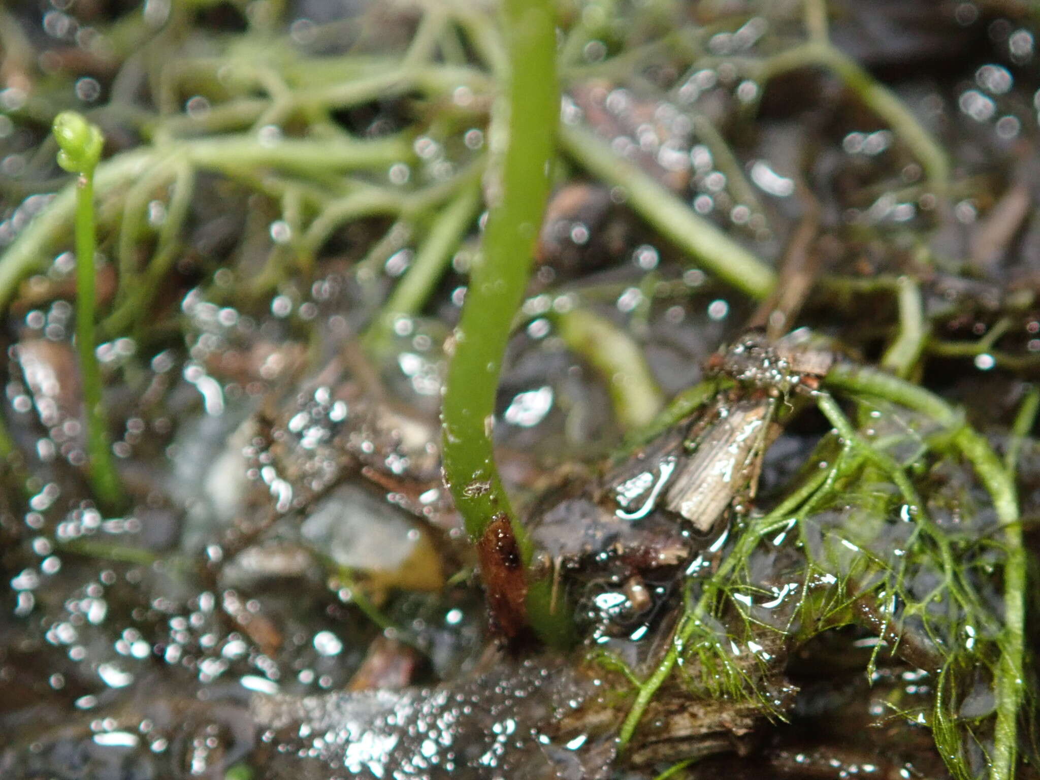 Plancia ëd Utricularia geminiscapa Benj.