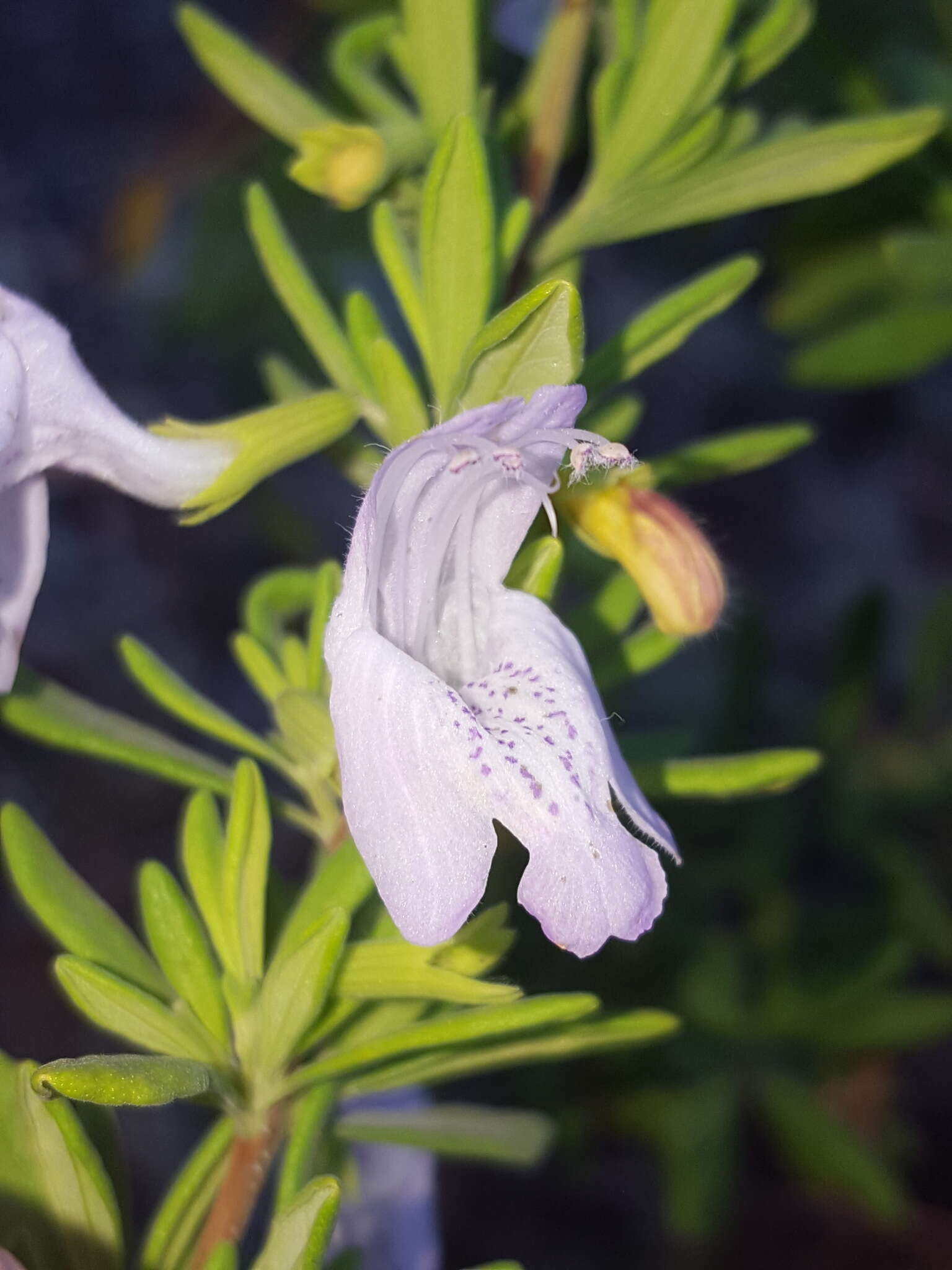 Image of Etonia rosemary