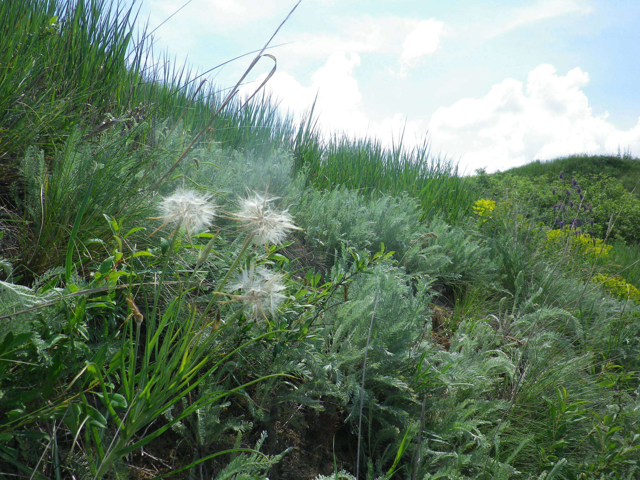 Image of Scorzonera mollis subsp. mollis