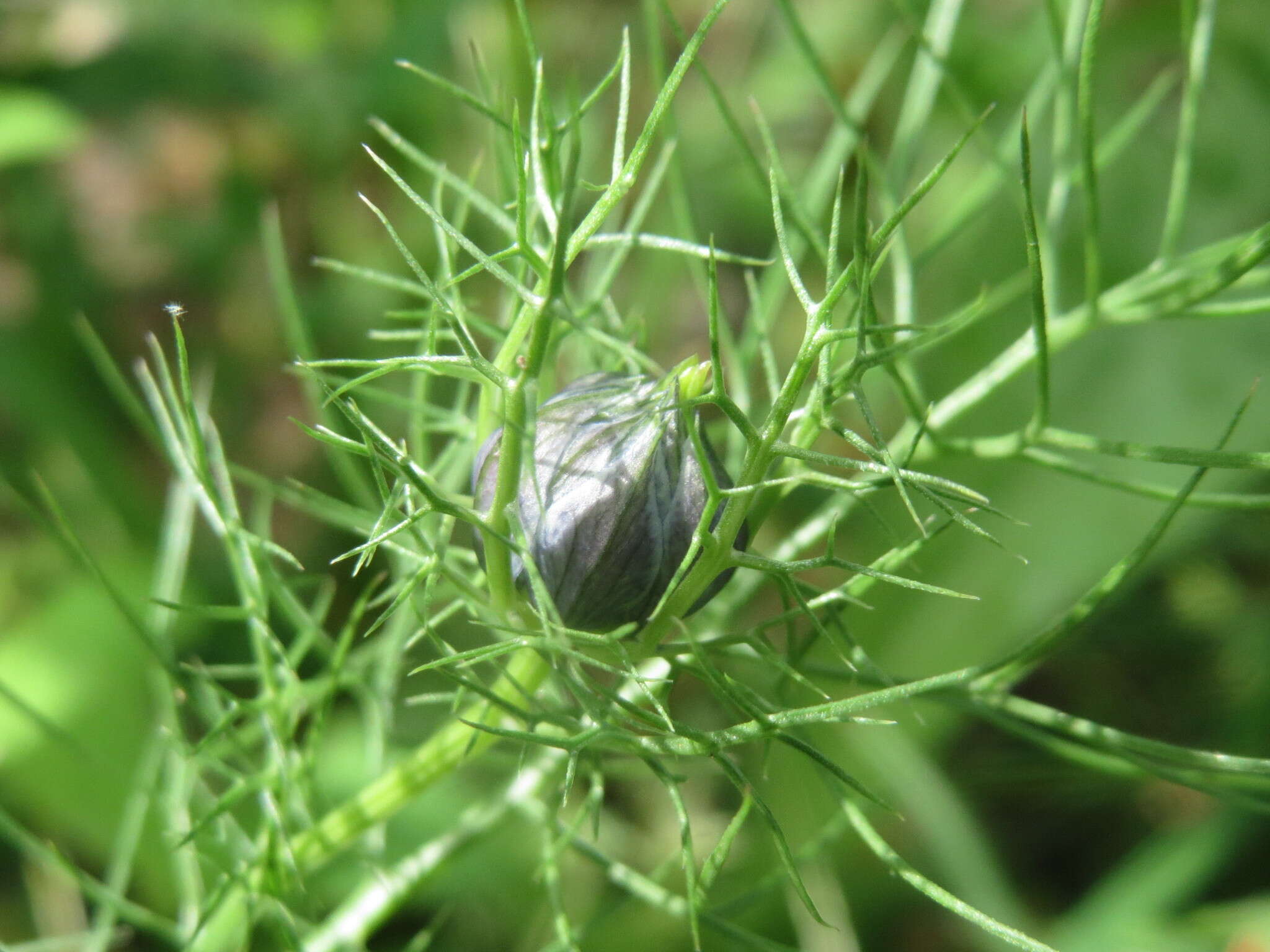 Image of Devil-in-a-bush