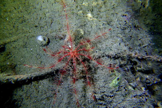 Image of Mediterranean feather star