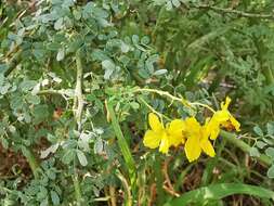 Image of Texas paloverde