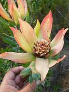 Imagem de Leucadendron burchellii I. J. M. Williams