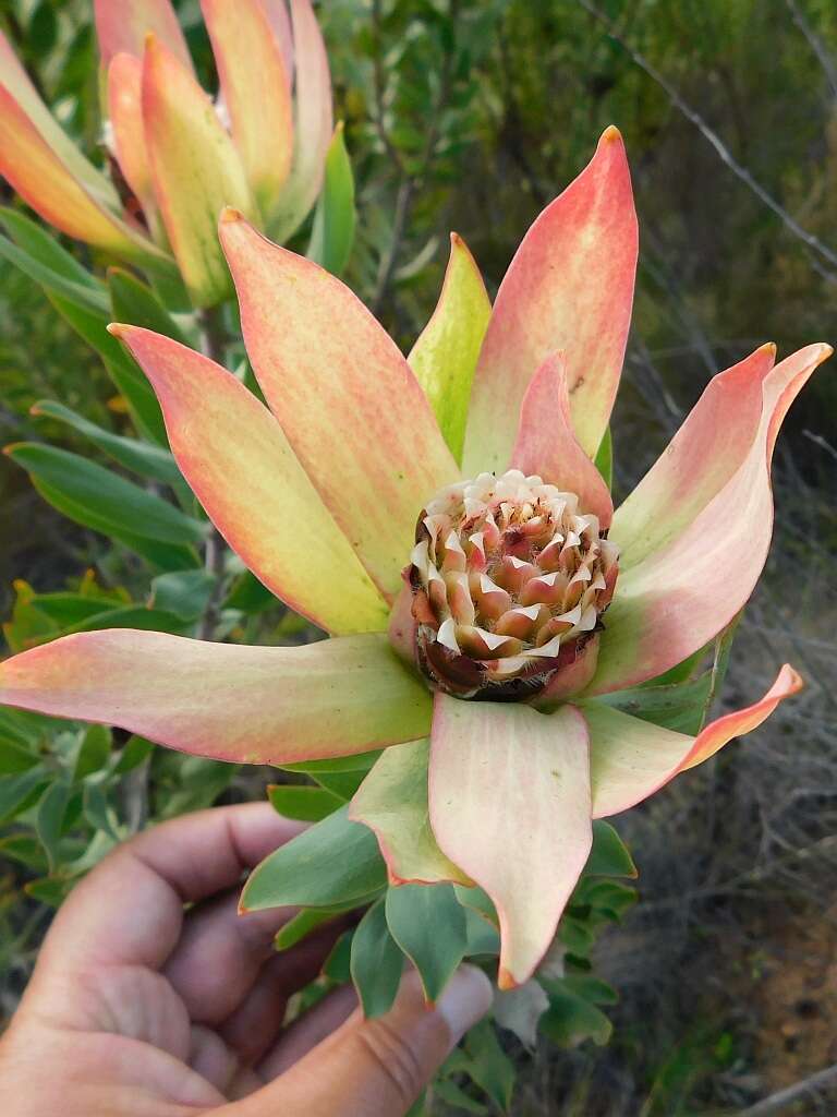 Imagem de Leucadendron burchellii I. J. M. Williams