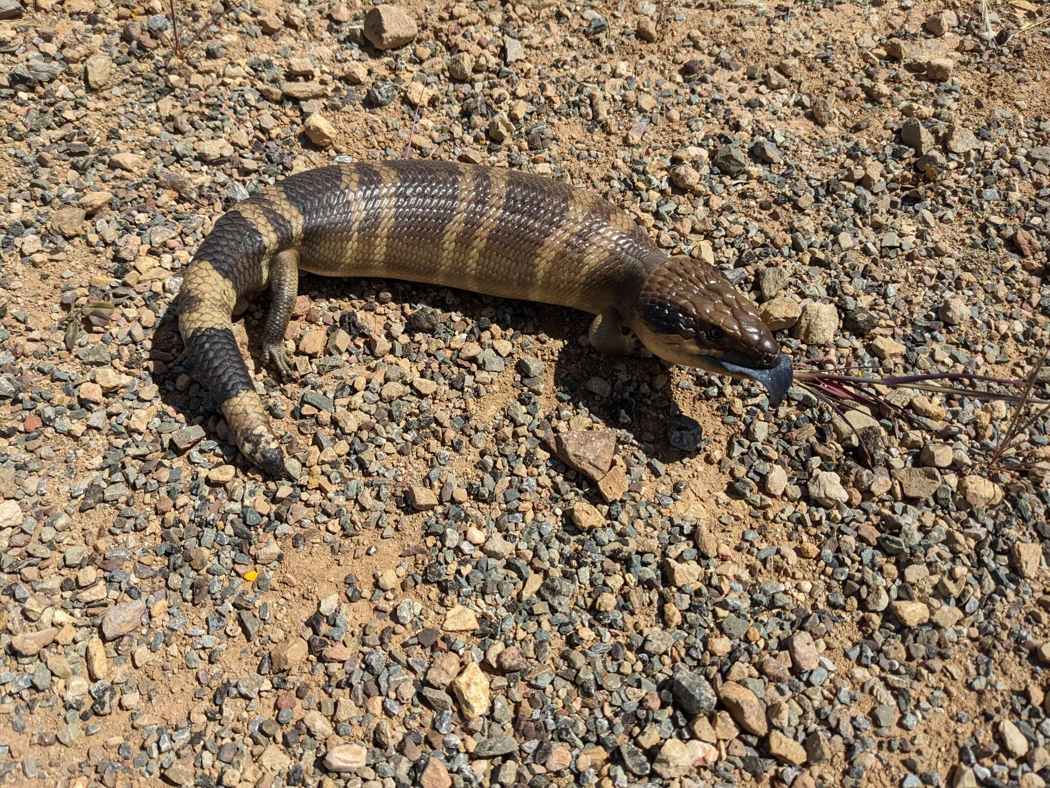 Image of Western blue-tongued lizard