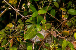 Plancia ëd Rubia cordifolia L.