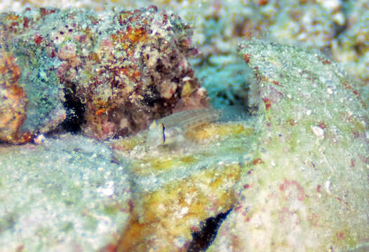 Image of Goldspot Goby