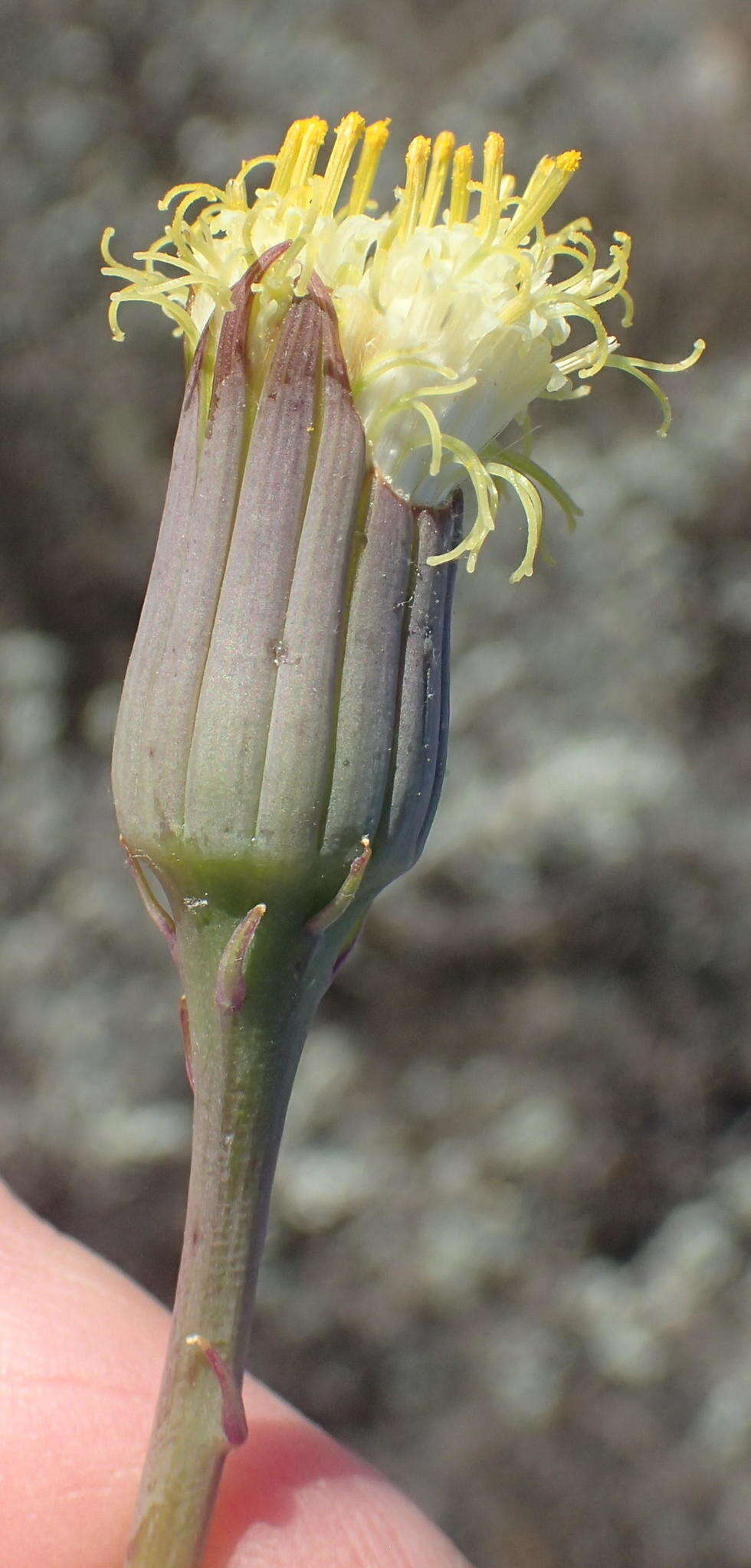 Plancia ëd Curio acaulis (L. fil.) P. V. Heath