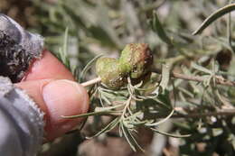 Image of Asphondylia atriplicis (Townsend 1893)