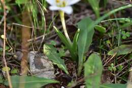 Image of Colchicum hungaricum Janka