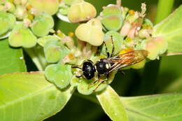 Image of Philanthus loeflingi Dahlbom 1845