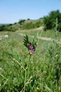 Image of Vicia sativa subsp. cordata (Hoppe) Asch. & Graebn.