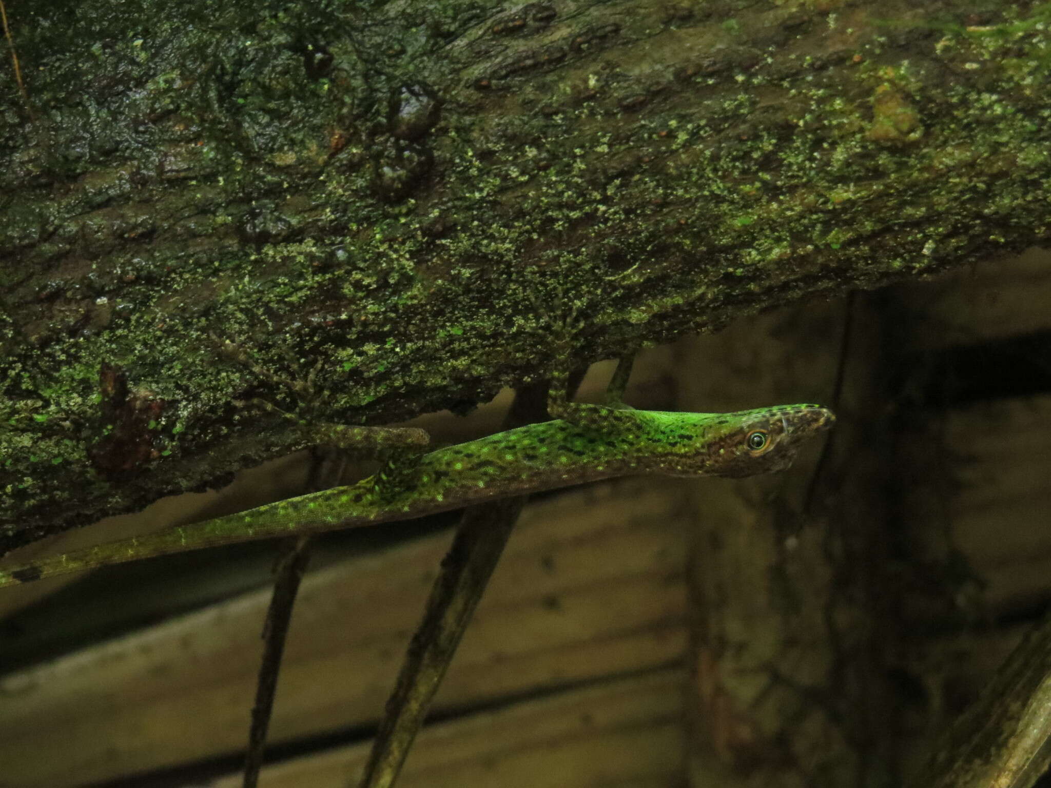 Image of Anolis anchicayae Poe, Velasco, Miyata & Williams 2009