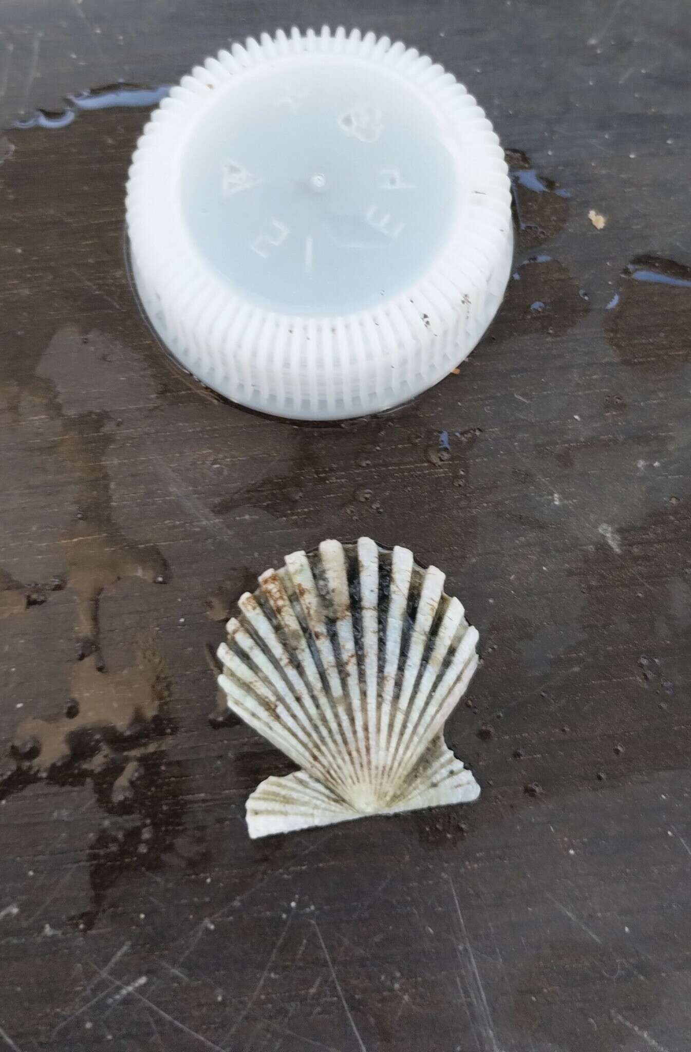 Aequipecten tehuelchus (d'Orbigny 1842)的圖片