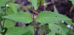 صورة Ageratina rothrockii (A. Gray) R. King & H. Rob.