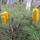 Image of Banksia neoanglica (A. S. George) Stimpson & J. J. Bruhl