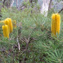 Imagem de Banksia neoanglica (A. S. George) Stimpson & J. J. Bruhl