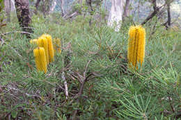 Image of Banksia neoanglica (A. S. George) Stimpson & J. J. Bruhl