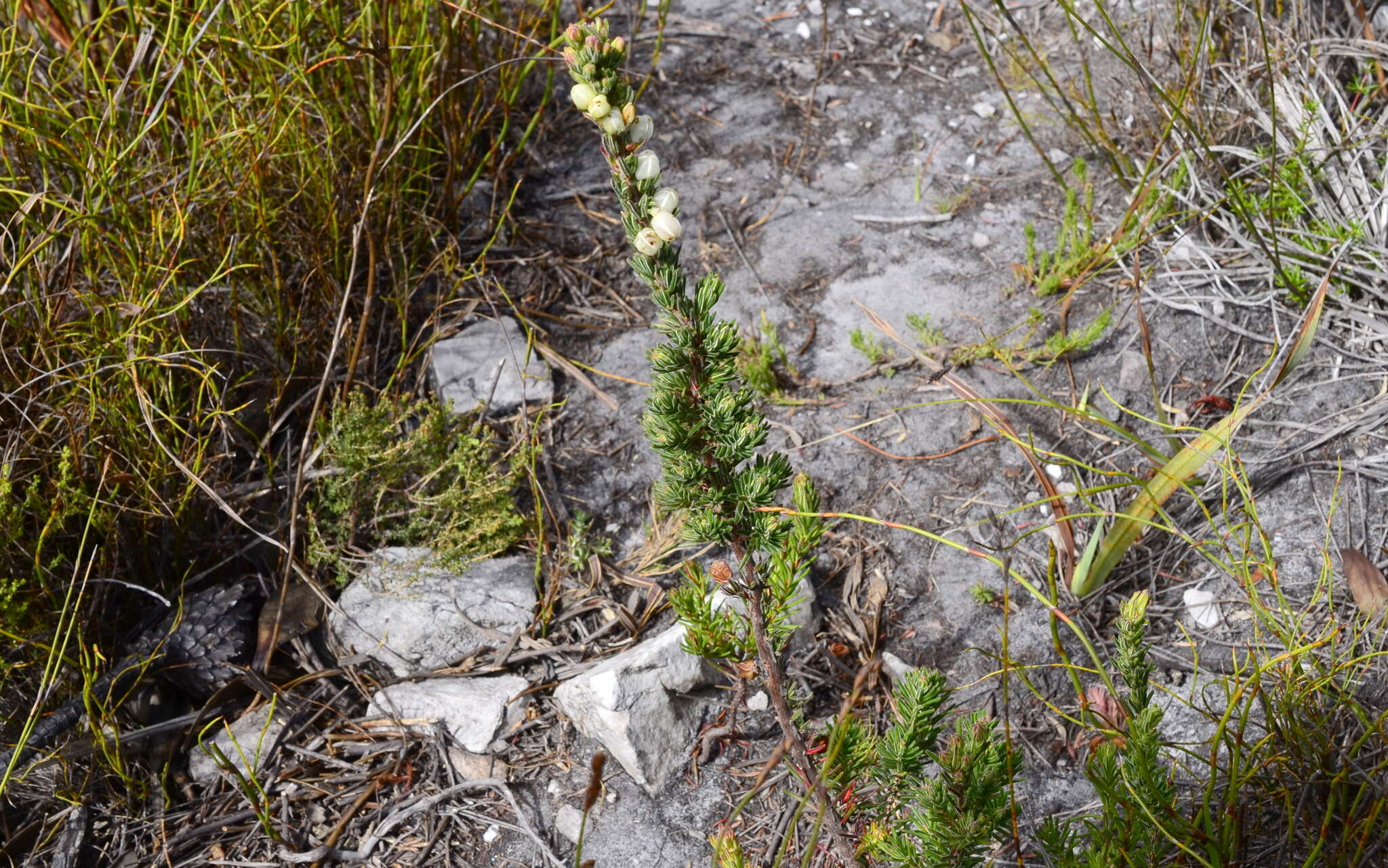 Image of Erica grisbrookii Guthrie & Bolus