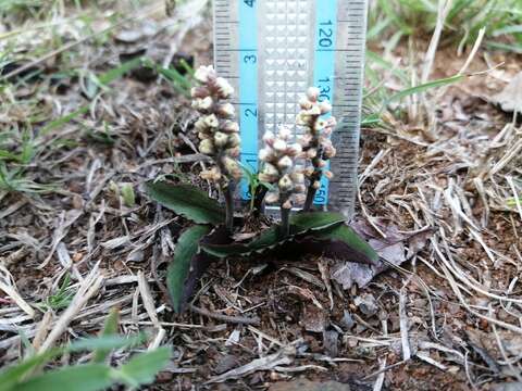 Image of Drimiopsis burkei subsp. burkei