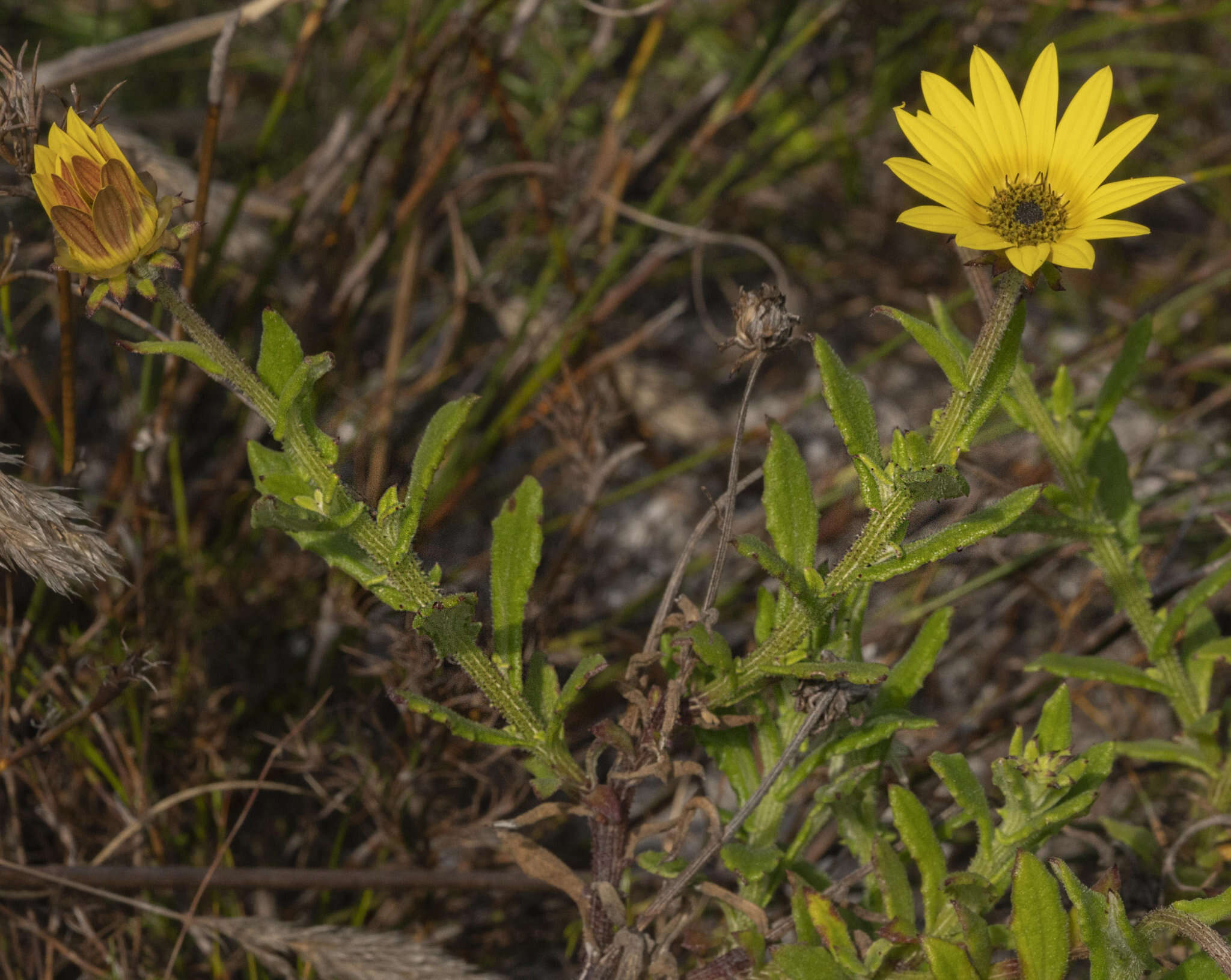 Image of Arctotis scabra Thunb.