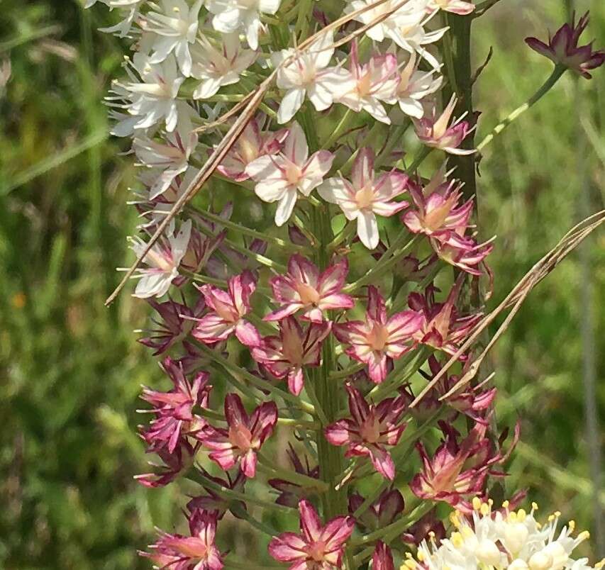 Image of Stenanthium densum (Desr.) Zomlefer & Judd