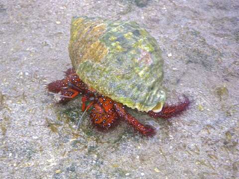 Image of Giant orange hermit crab