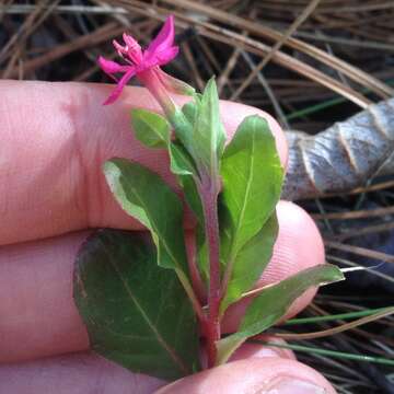 Image of Oenothera deserticola (Loes.) Munz