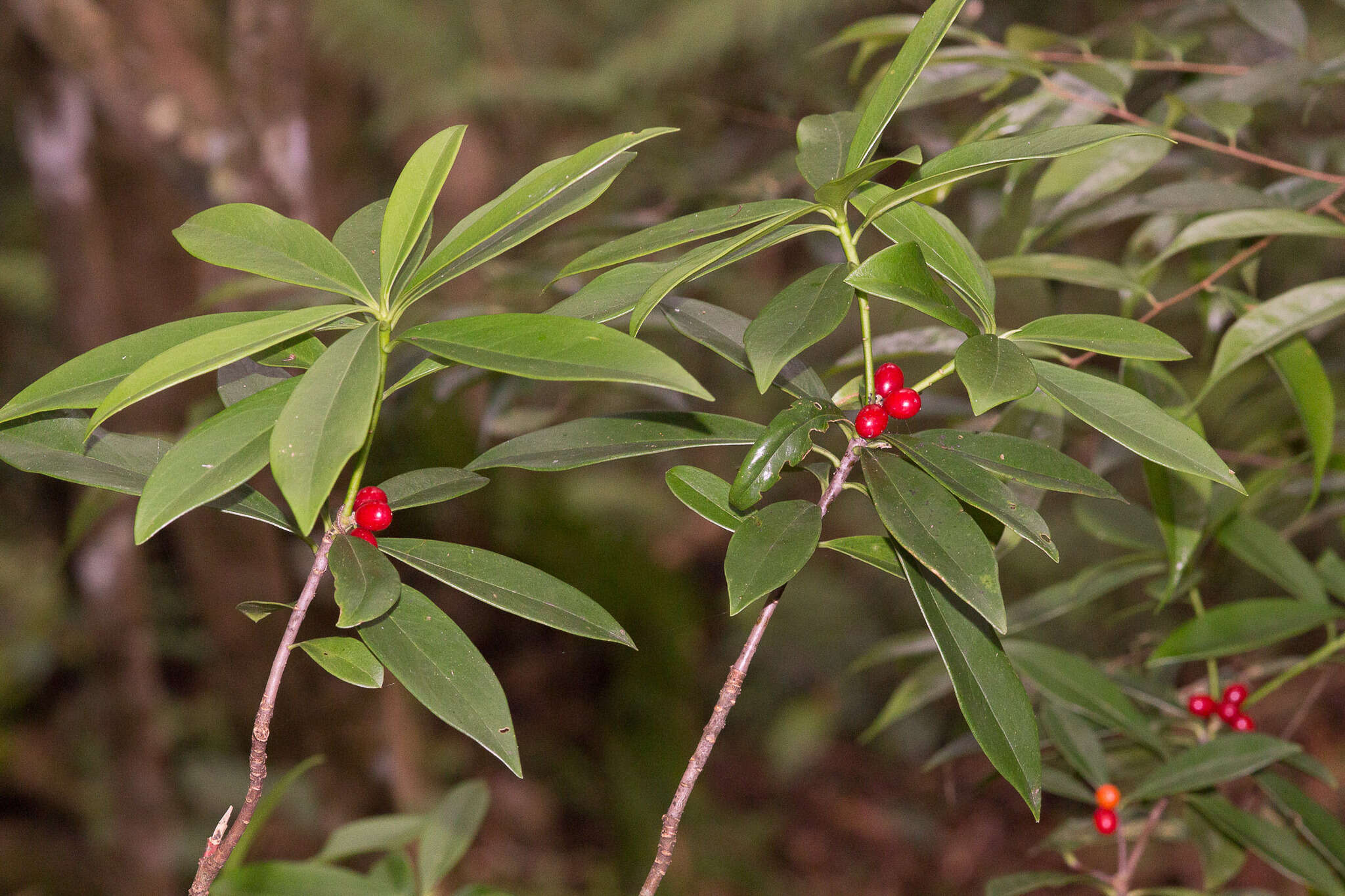 Image of Daphne kiusiana Miq.