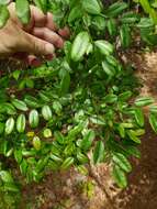 Image of shining false indigo