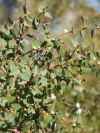 Image of Hakea ferruginea Sweet