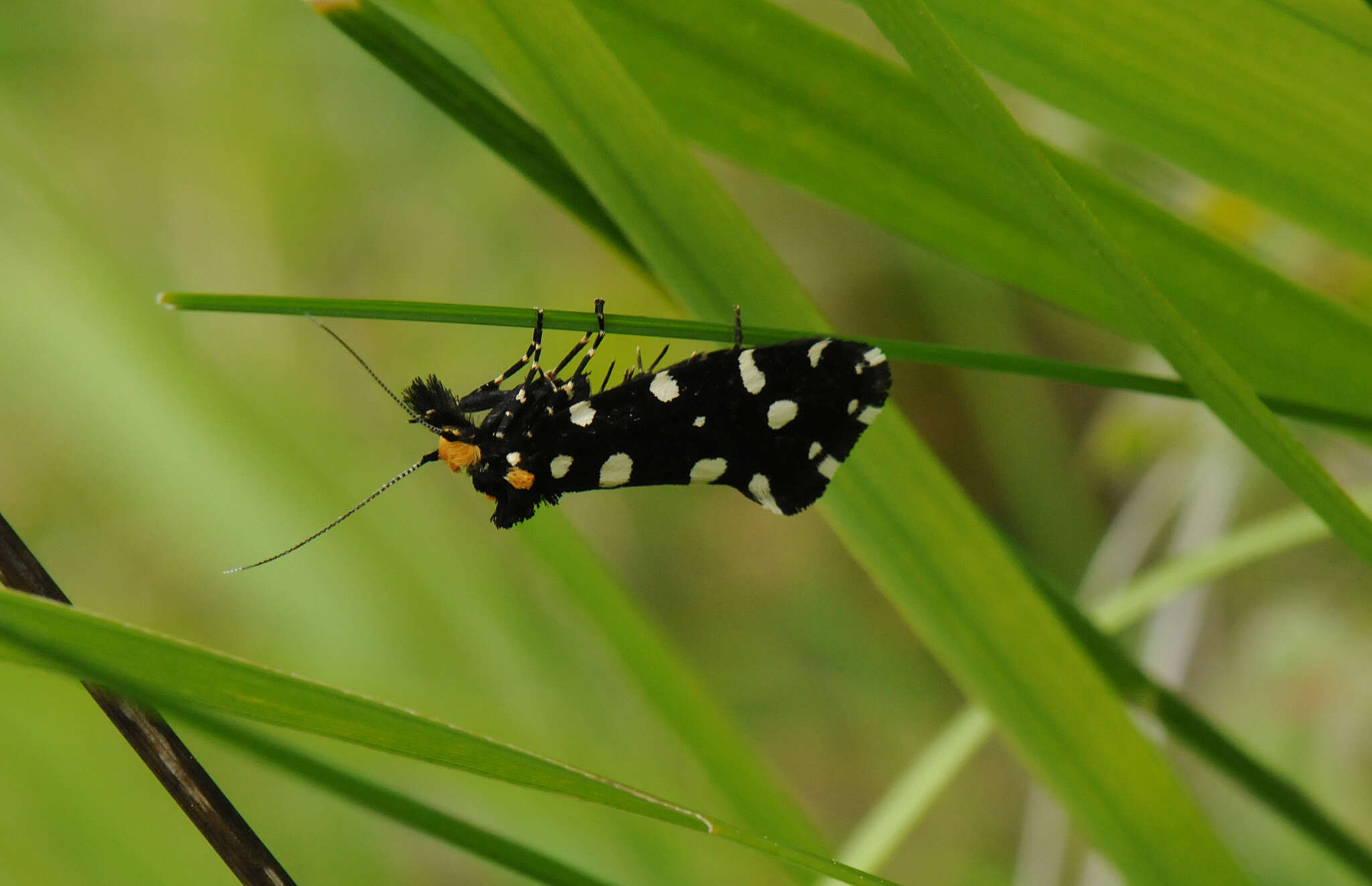 Sivun Euplocamus kuva