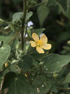 Image of viscid mallow