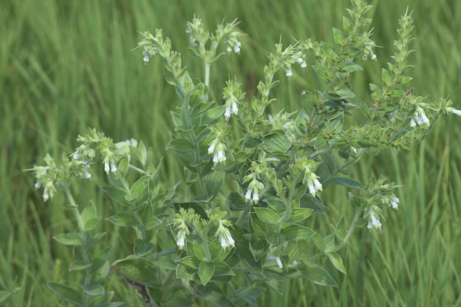 Image of western marbleseed