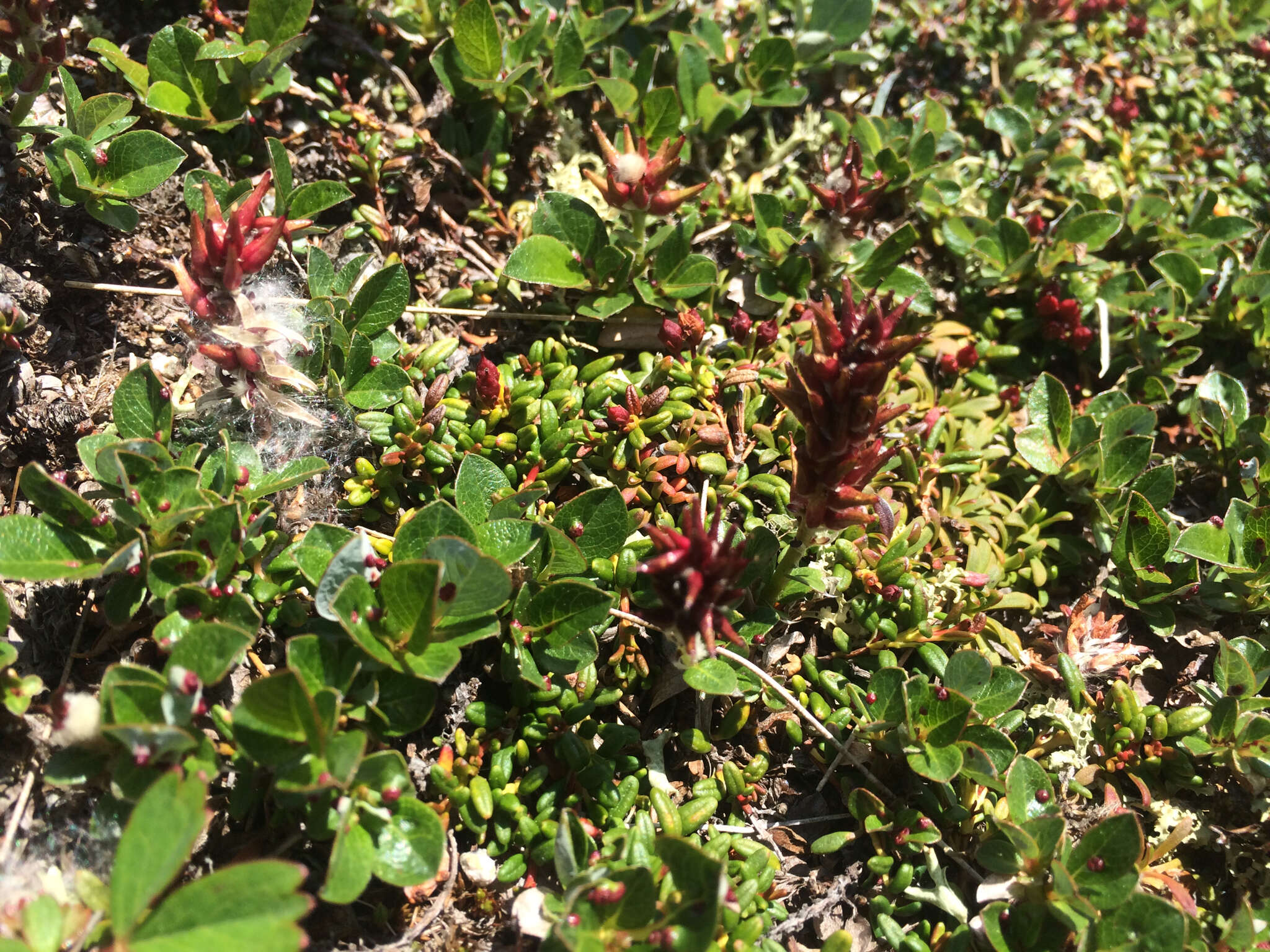 Image of bearberry willow