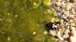 Image of Sunburst Diving Beetle