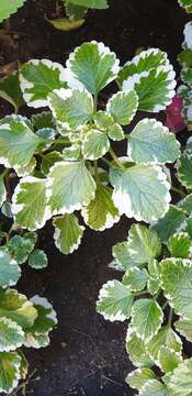 Image of Plectranthus madagascariensis (Pers.) Benth.