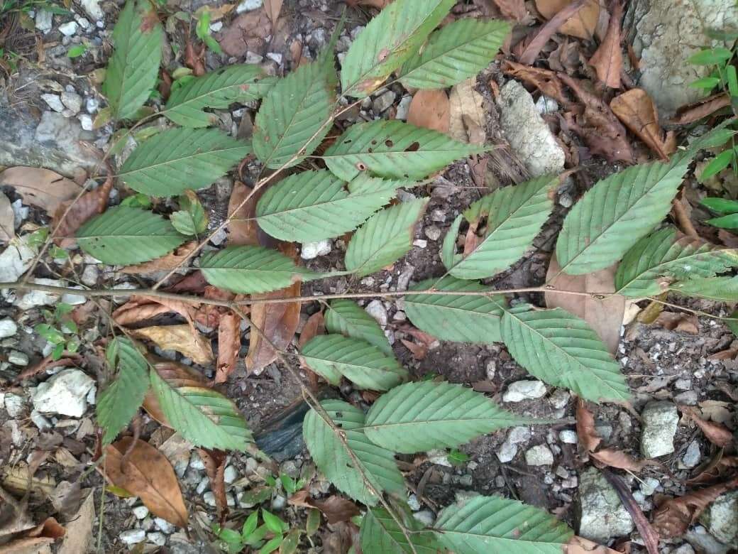 Image of Carpinus viminea Wall. ex Lindl.