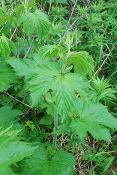 Image of Filipendula camtschatica (Pall.) Maxim.