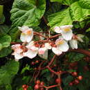 Image of Begonia baccata Hook. fil.