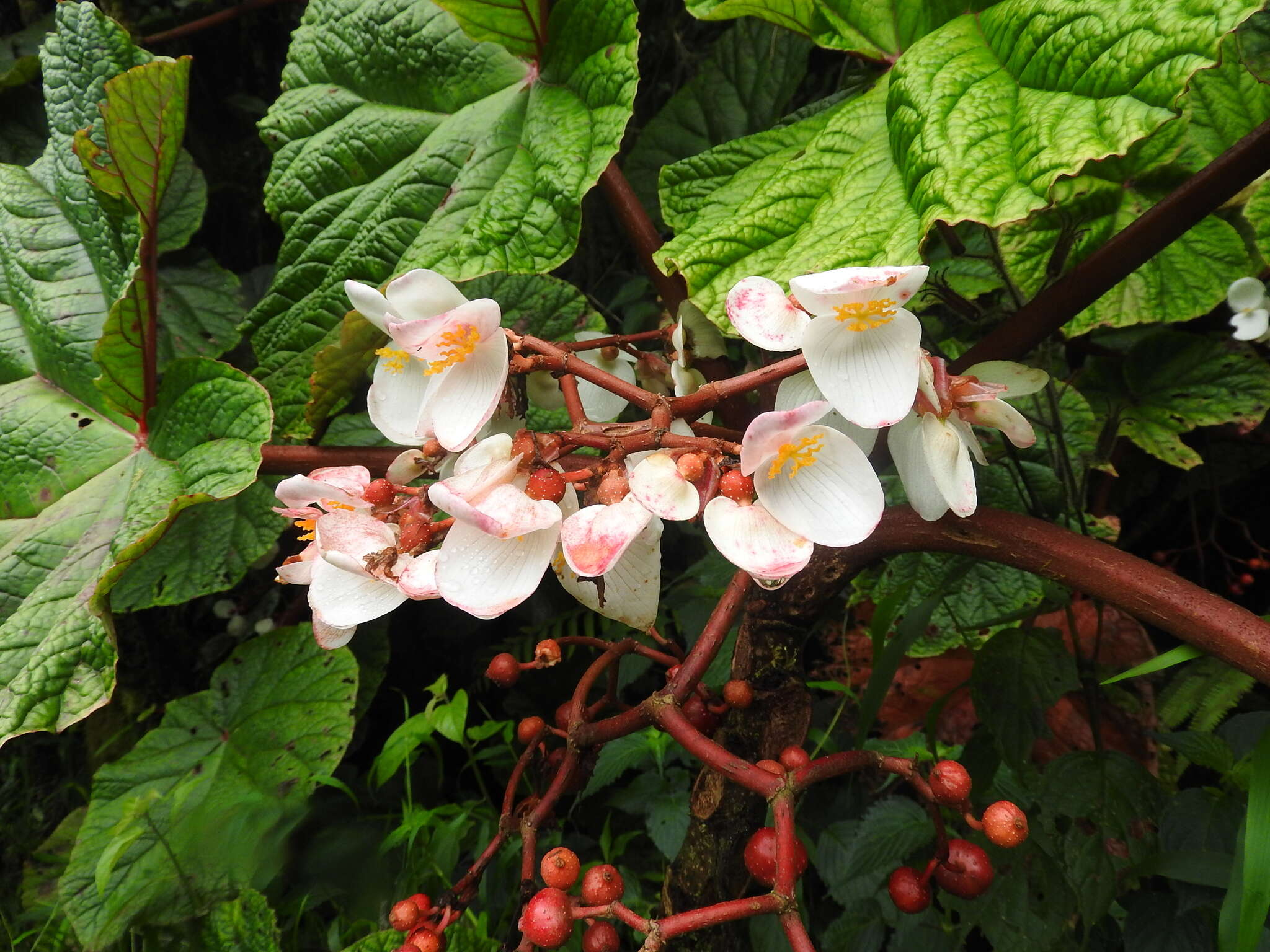 Image of Begonia baccata Hook. fil.