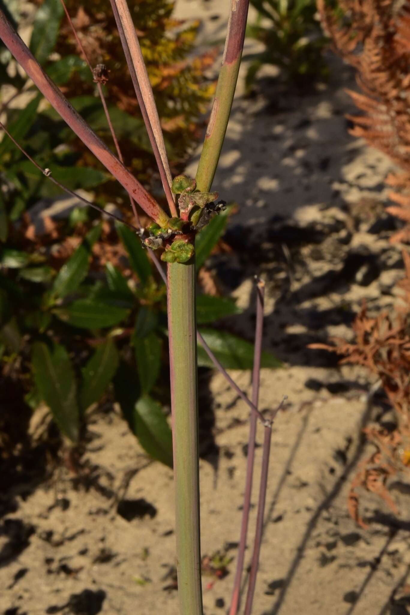 Imagem de Eriogonum nudum var. decurrens (S. Stokes) M. L. Bowerman