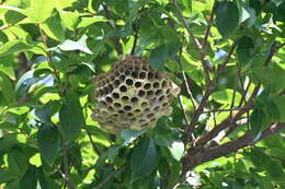 Image of Polistes takasagonus Sonan 1943