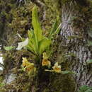 Image of Ixyophora luerorum (R. Vásquez & Dodson) P. A. Harding