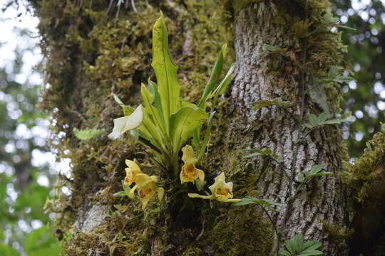 Image of Ixyophora luerorum (R. Vásquez & Dodson) P. A. Harding