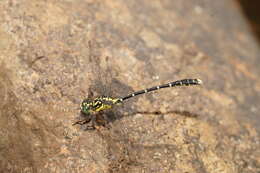 Image of Hemigomphus gouldii (Selys 1854)