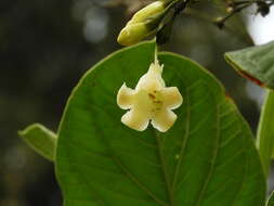 Image of Macrocarpaea macrophylla (Kunth) Gilg