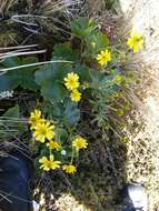 Image of Ranunculus nivicolus Hook.